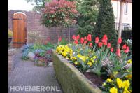 Kleurrijke tuin met rode tulpen en gele viooltjes in bloembak