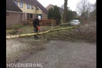 Gekapte boom in stukken zagen met kettingzaag