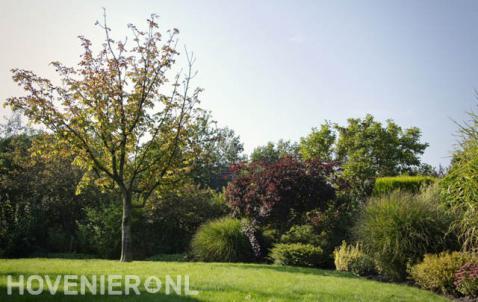 Grote planten en struiken langs gazon