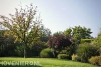 Grote planten en struiken langs gazon