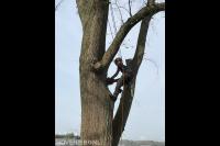 Toppunt Boomverzorging & Boomrooierij