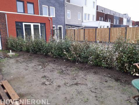 Planten van haag als tuinafscheiding