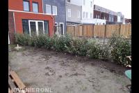 Planten van haag als tuinafscheiding