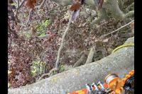 Connect Boomverzorging