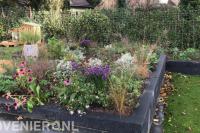 Verhoogde border met kleurrijk bloeiende planten