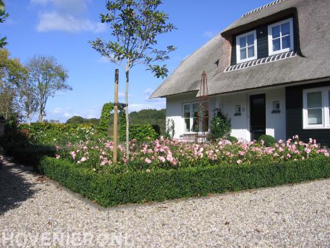 Border met rozen omgeven door buxus