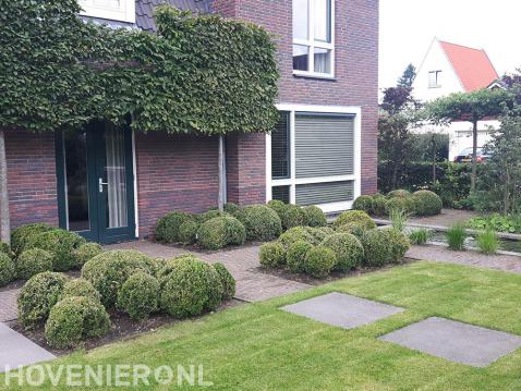 Voortuin met gazon, buxusbollen en leibomen