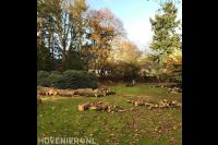 Bomen kappen en klein zagen
