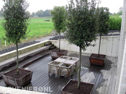 Plantenbakken met kleine bomen op vlonderterras