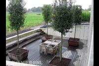 Plantenbakken met kleine bomen op vlonderterras