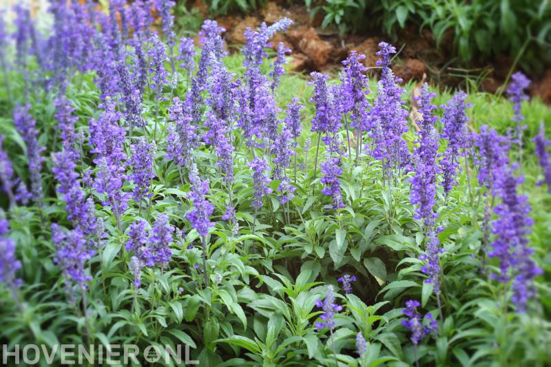 Hoveniersbedrijf F.C. Blom B.V.