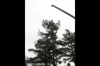 Boom kappen met klimtechnieken en kraan 3