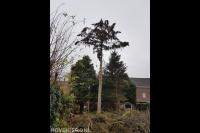 Boom kappen met behulp van klimtechnieken 2