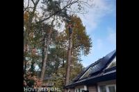 Boom kappen met behulp van klimtechnieken