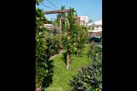 Houten pergola's met klimplanten