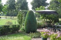 Vormsnoei van hagen en bomen 2