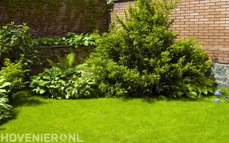 Woestenenk thuis in tuinen