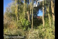 Bomen kappen met inzet van hoogwerker 2