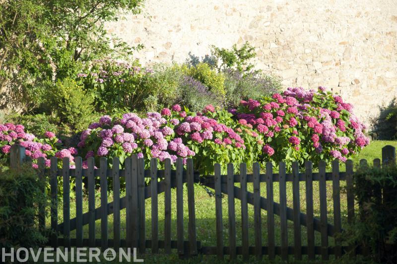 van Rijssel Hoveniers