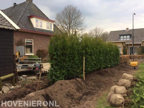 Coniferen planten