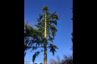 Boom kappen met behulp van klimtechnieken