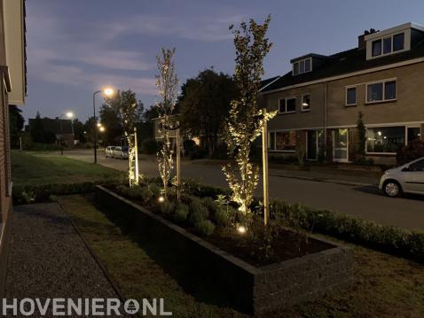 Bomen met sfeerverlichting