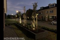 Bomen met sfeerverlichting