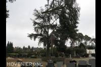 Boom kappen met klimtechnieken en kraan 2