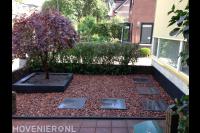 Japanse esdoorn in voortuin met rood split 1