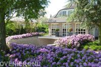 Bloeiende paarse hortensia's