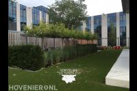 Kantoortuin met dakplatanen bij fietsenstalling