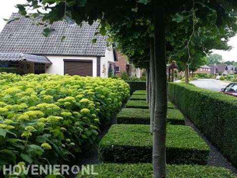 Voortuin met bomen omringd door hagen