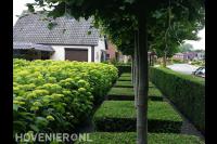 Voortuin met bomen omringd door hagen