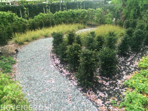 Looppad van split door tuin met veel groen