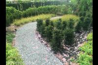 Looppad van split door tuin met veel groen