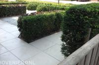 Snoeiwerk aan hagen zoals taxus en beuk