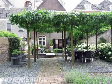 Terras met leibomen in dakvorm en hortensia's