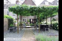 Terras met leibomen in dakvorm en hortensia's