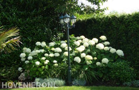 Grote hortensia's met witte bloemen