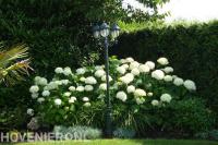Grote hortensia's met witte bloemen