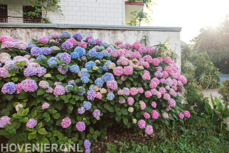 Hoveniersbedrijf Wissel