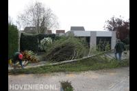 Boom in stukken zagen en afvoeren