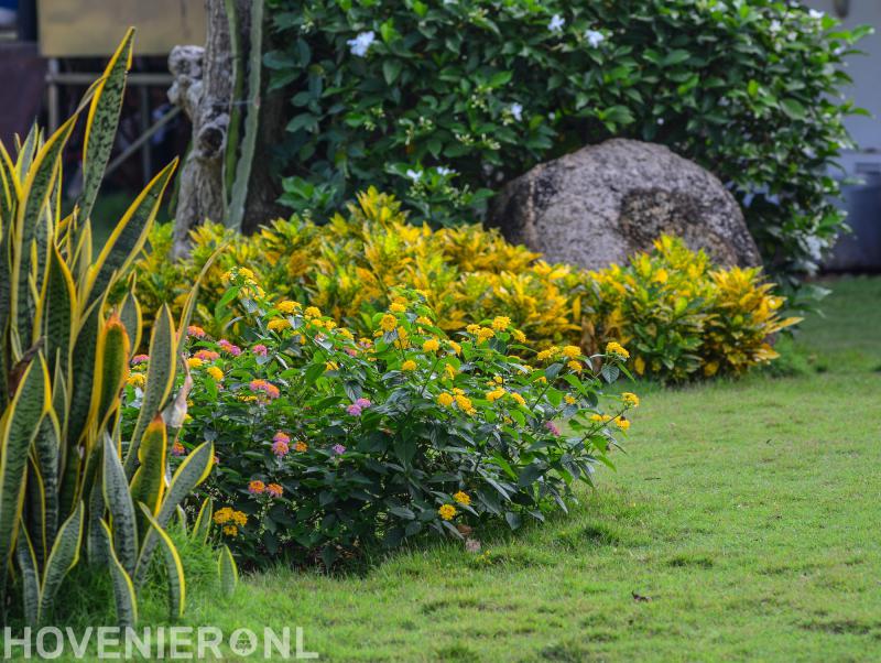 André Vorstenbosch Hoveniers