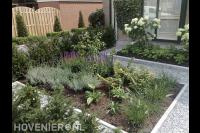 Border met siergrassen en lavendel