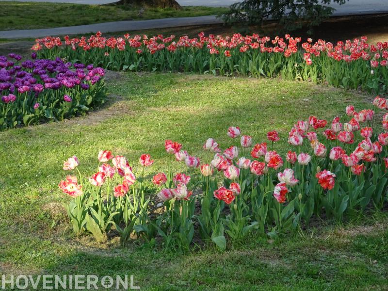 Hoveniersbedrijf Richard Reijersen