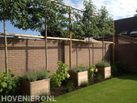 Leibomen en houten plantenbakken