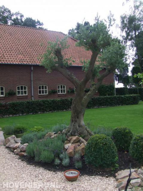 Border met olijfboom en buxusbollen