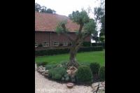 Border met olijfboom en buxusbollen