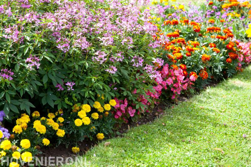 Vasse Hoveniersbedrijf