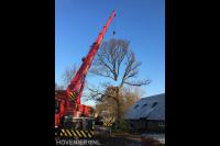 Toppunt Boomverzorging & Boomrooierij